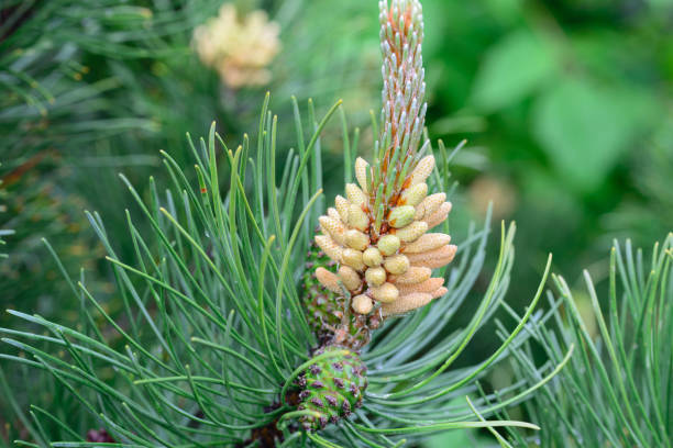 istock pinus mugo male flowers 1150976124