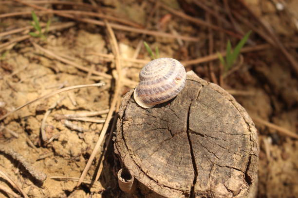 istock slug on top of log 1150976128