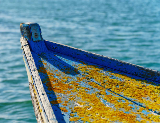 istock Close-up on old boat hull with golden shining lichens 1150976432