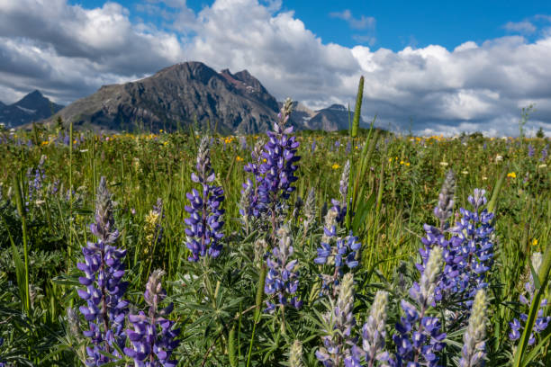 モンタナのワイルドフラワーフィールドのルピナス - montana mountain lupine meadow ストックフォトと画像