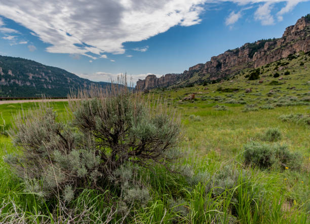 istock Sagebrush with Wyoming Mountains Behring 1150976692
