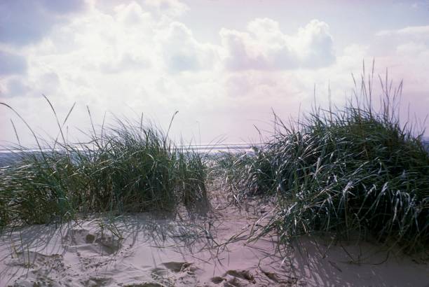 istock Dune with beach grass, North Sea coast 1150976697