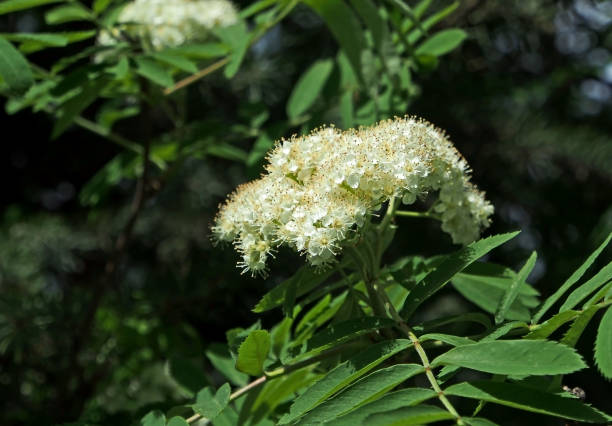 istock blooming mountain ash in the city Park 1150976701