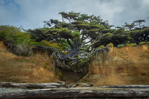 Tree Clinging to Sandy Cliff with Bare Roots along Pacific Coast