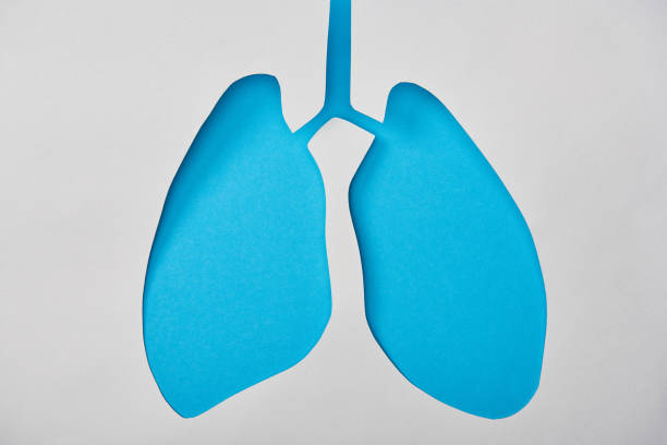 istock top view of empty blue lungs model isolated on white 1150978137