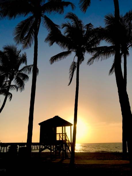 istock plam trees and lifesaver tower  on beach silhouetted by sunset 1150978301