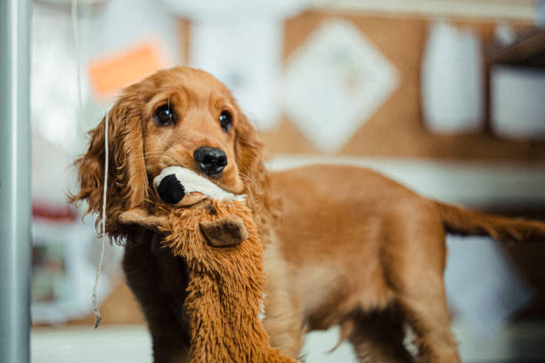 My Favourite Toy Cocker spaniel puppy looking up while holding a stuffed toy in his mouth. cocker spaniel stock pictures, royalty-free photos & images