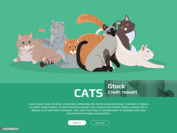 Cat Breeds Cute Pet Animal Set Vector Web Banner Stock Illustration