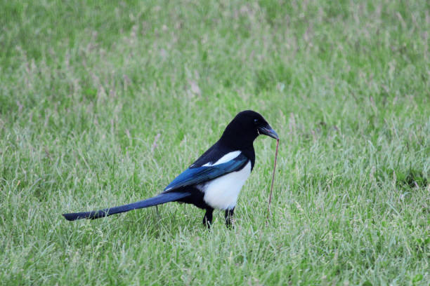 istock Eurasian magpie eat a worm - Pica pica 1150983504