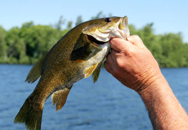istock Fisherman displays a Small Mouth Bass 1150983786