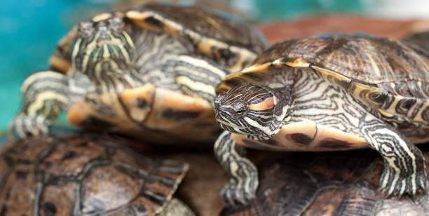 istock Beautiful striped turtles 1150985027