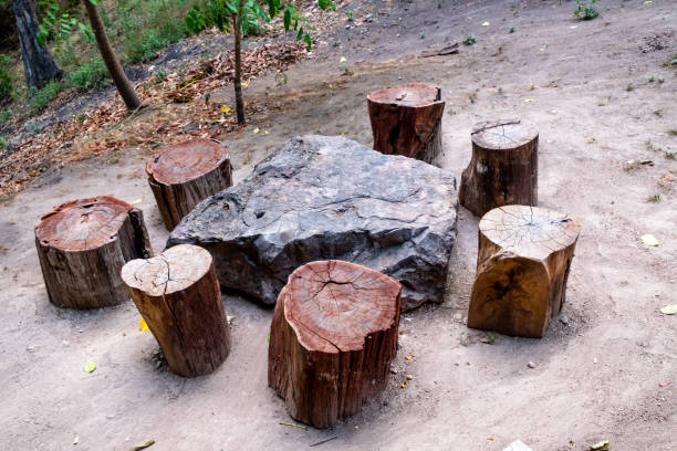 souche d'arbre utilisée comme tabourets et grosse roche utilisée comme table dans un parc national. - beautiful tree day rock photos et images de collection