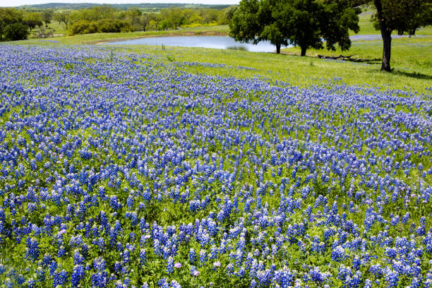istock Bluebonnets in Front of a Pond 1150986575