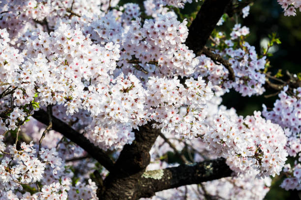 istock Cherry flowers bloom in spring season. 1150986671