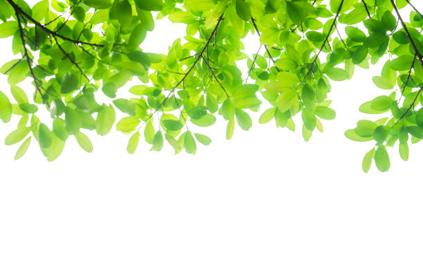 istock green leaves isolated white background with clipping path. nature frame for decoration design. 1150987933