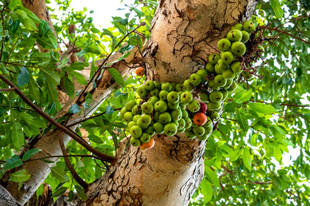 cluster figuier avec des fruits verts et rouges attachés à la branche. - tree branch tree trunk leaf photos et images de collection