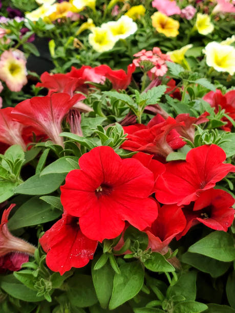 istock bright red petunia plant in flower bed 1150989698