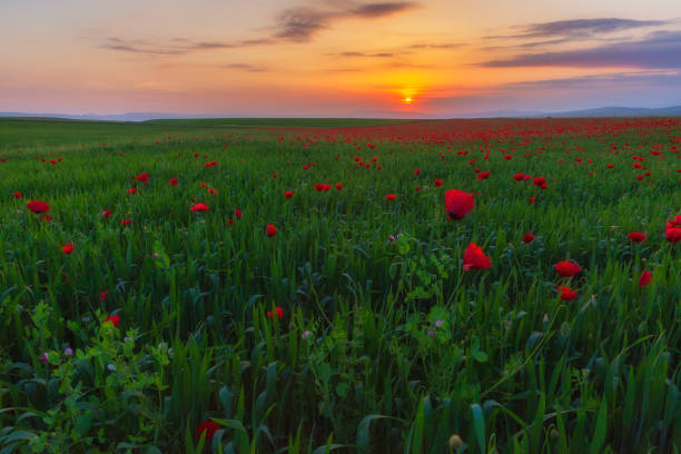 spring flowering poppies on the field - ismaili imagens e fotografias de stock