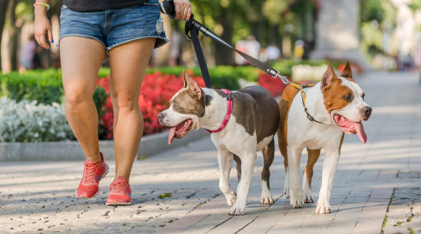 istock Staffordshire terrier is drinking water for a walk. 1150992969