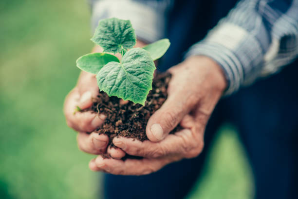 istock Hands holding new growth plant 1150993051