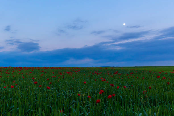 spring flowering poppies on the field - ismaili imagens e fotografias de stock