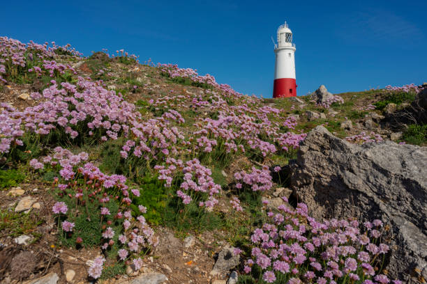 Portland Bill Lighthouse With Sea Thrift