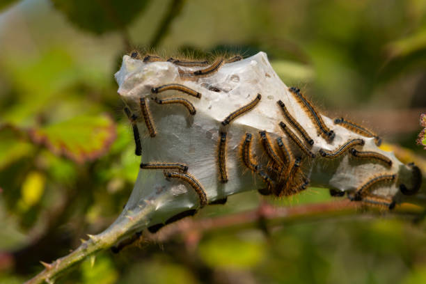 istock Lackey Moth Caterpillars in Silk Nest 1150994779