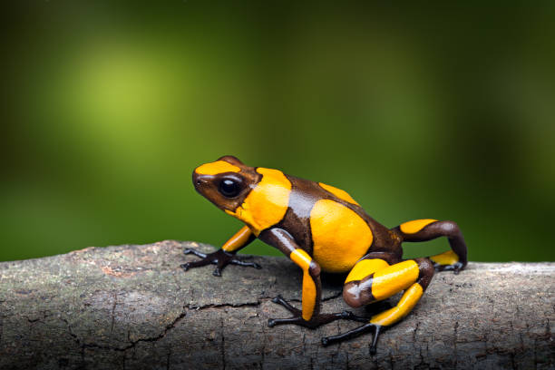 Yellow banded poison dart frog, Oophaga histrionica Yellow banded poison dart frog, Oophaga histrionica. A small poisonous animal from the rain forest of Colombia with a bright warning color. dendrobatidae stock pictures, royalty-free photos & images