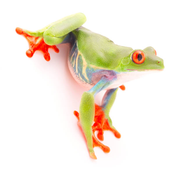istock Red eyed tree frog, Agalychnis callydrias 1150995132