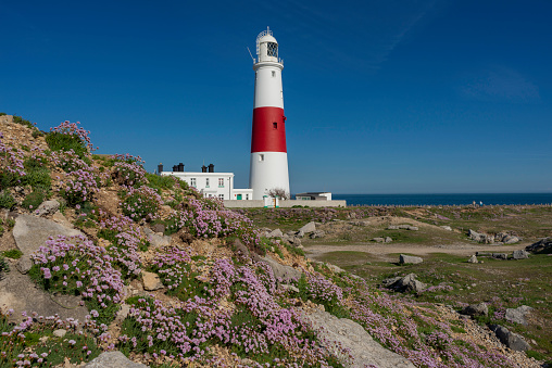 Portland Bill Lighthouse England in Summer time with Sea thrift in  foreground