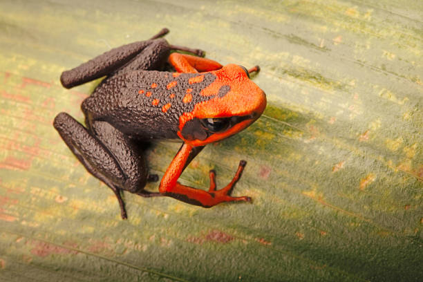 istock Poison dart frog, Ameerega silverstonei 1150995364