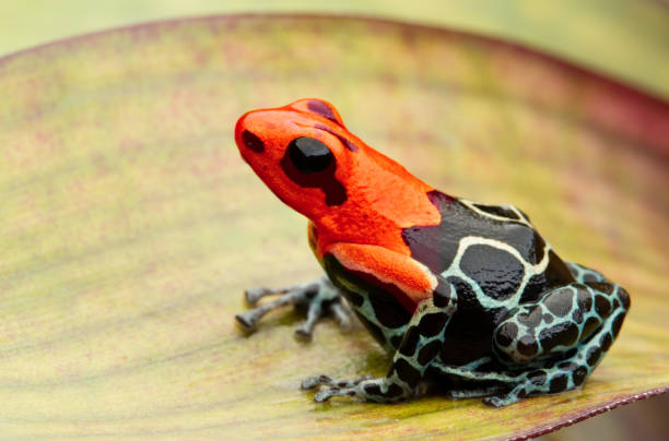 istock poison dart or arrow frog, Ranitomeya fantastica Monte Cristo morph 1150995390