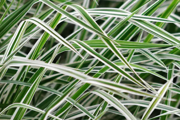 defocused background of Phalaris leaves, stripy white and green color grass