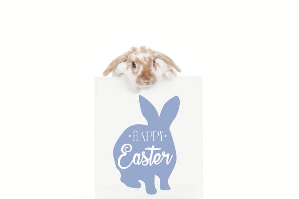cute bunny near board with happy Easter lettering and rabbit illustration isolated on white