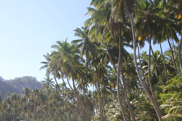istock seychelles holiday tropical beach 1150998924