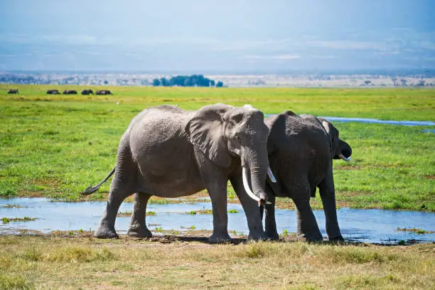 Two adult elephant at the water plot. Another group at the back stage. Sunny springtime day. Horizontal shot