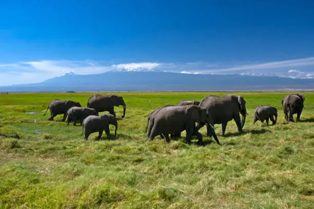 Herd of African elephants on a pasture. Sunny springtime day. Horizontal shot