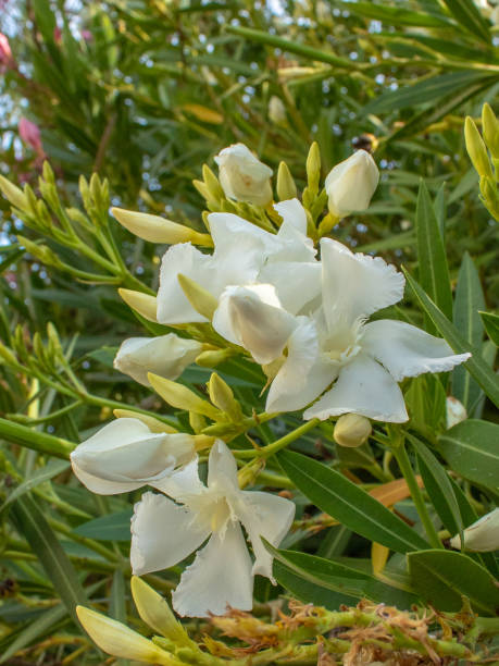 istock White Nerium Oleander Buds Flowering in Green Leaves 1150999418