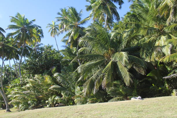 istock seychelles holiday tropical beach 1150999478