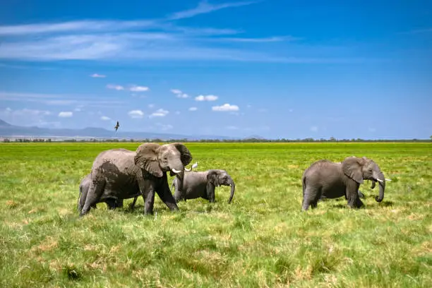Bush elephant herd with calfs on the grass. Sunny springtime day. Horizontal shot