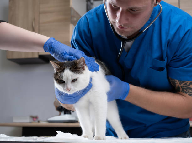 veterinary doctor examining a sick cat with stethoscope in a vet clinic - vet domestic cat veterinary medicine stethoscope imagens e fotografias de stock