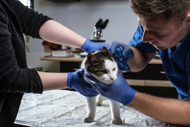 infecção de exame da orelha do gato do veterinário masculino com um otoscópio em uma clínica do veterinário. - vet men laboratory holding - fotografias e filmes do acervo