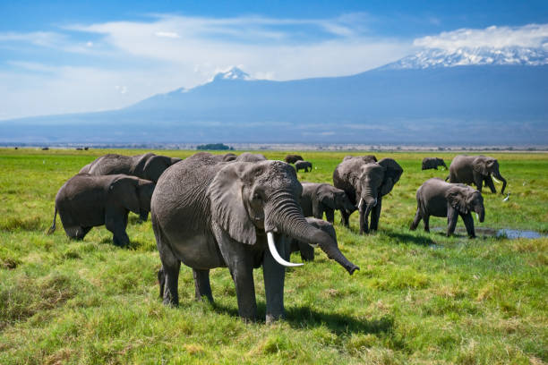 Many bush elephants on grass stock photo