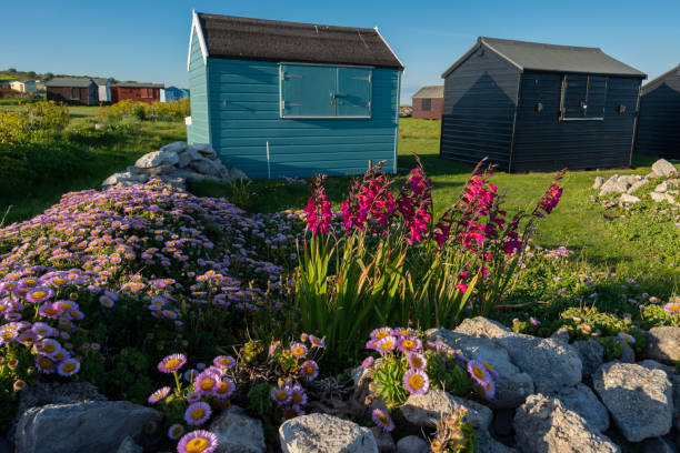British Beach Huts in Alpine Aster flowers during summer, Portland England.