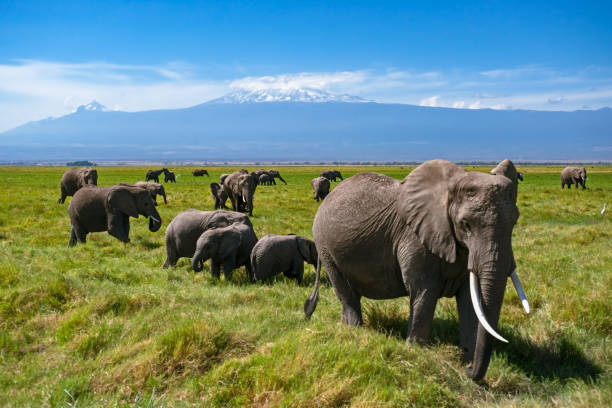 istock Many bush elephants on a pasture 1151000354
