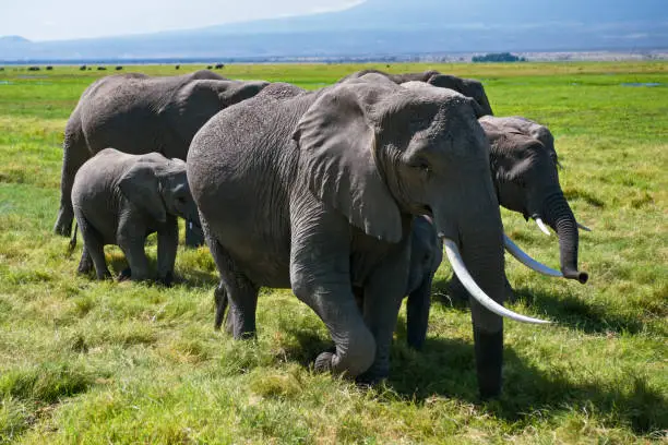 Group of African elephants on a pasture. Sunny springtime day. Horizontal shot