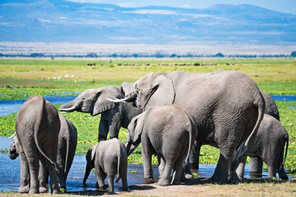 istock Calf and adult elephants drinking water 1151000604