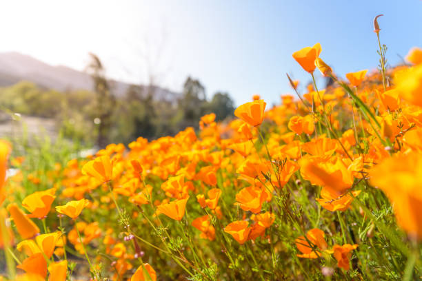 istock Poppy Superbloom Views 1151000967