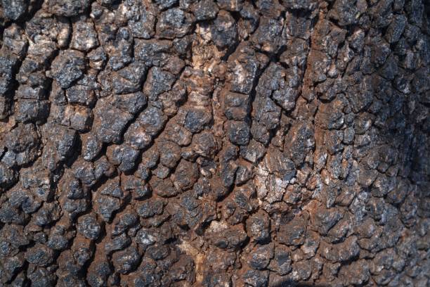 Closeup view of bark texture in Malanje stock photo
