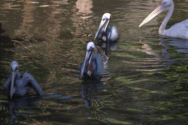 View of pelicans swimming, Cape Town stock photo